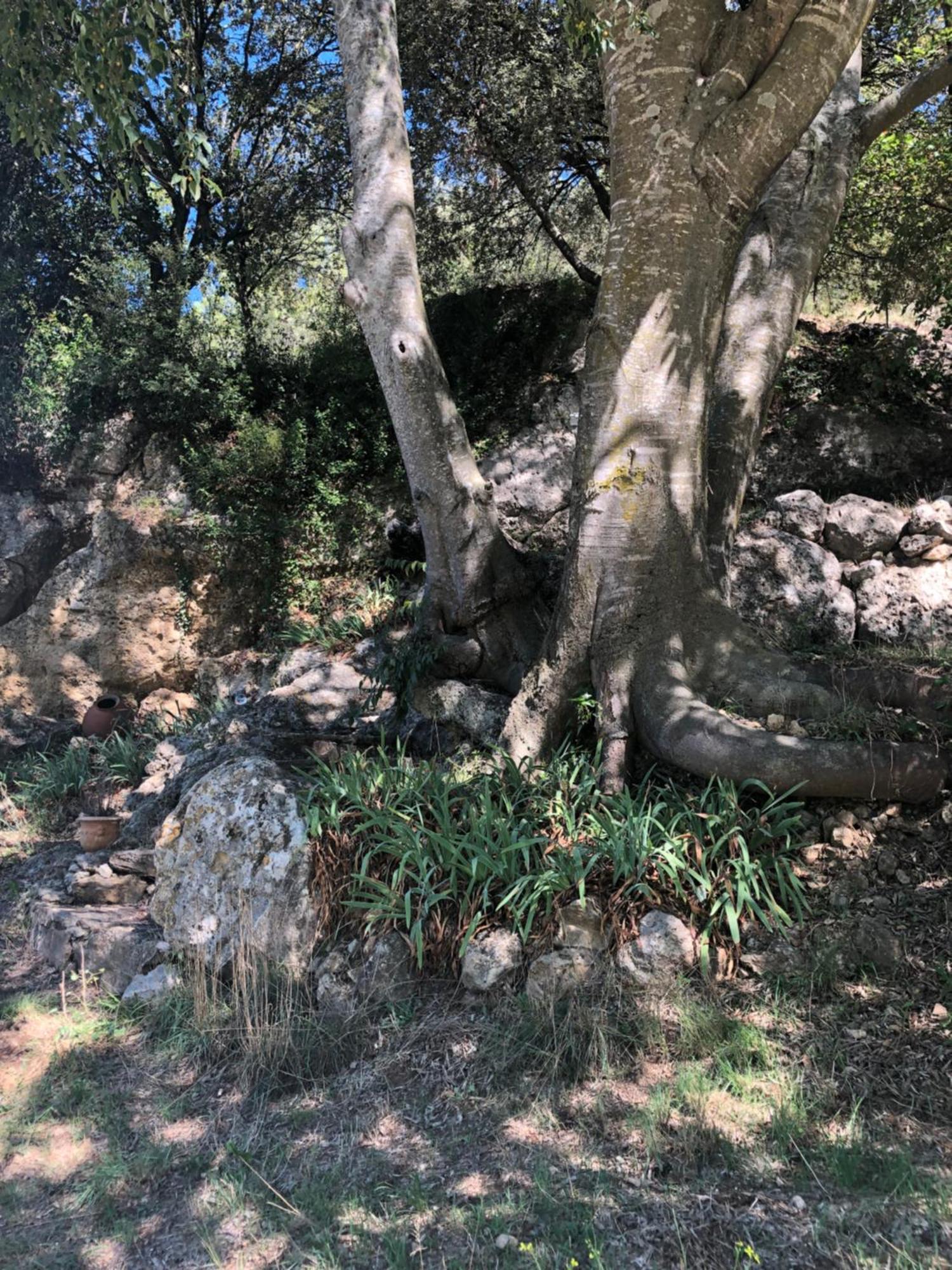 L'olivier Fleurie Barjols
